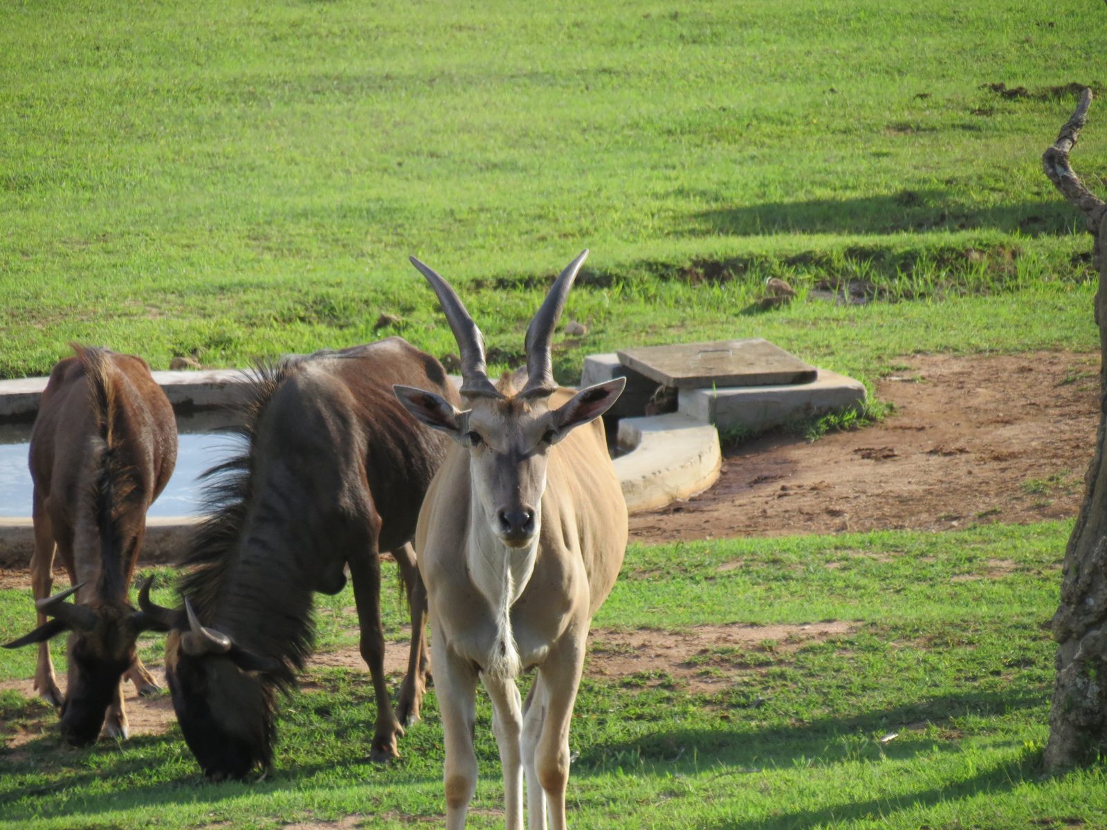 Eland in the reserve